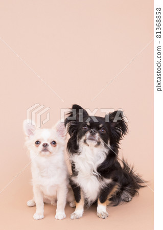 Two Chihuahuas sitting close to each other and waiting for their owner's instructions 81368858