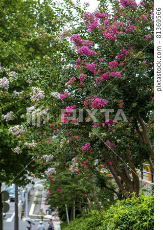 The hot summer, crape myrtle flowers have begun to bloom 81369566