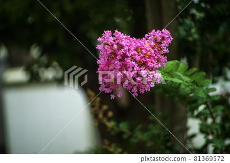 炎炎夏日，紫薇花已開始綻放 81369572