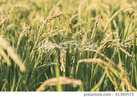 [Agriculture] Scenery where rice ears are growing Rice 81369573