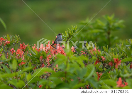鶯和日本杜鵑花 鶯和日本杜鵑花 81370291