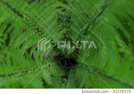Background of green fern leaves 81370379