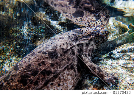 National natural monument Japanese giant salamander (Oyama salamander) National natural monument Japanese giant salamander (Oyama salamander) 81370423