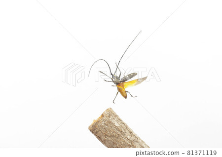 Flying longhorn beetle white background 81371119