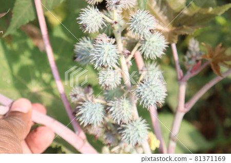 green colored ricin fruit on tree in farm for oil harvest green colored ricin fruit on tree in farm for oil harvest 81371169