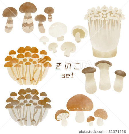 Watercolor style mushroom set 81371238