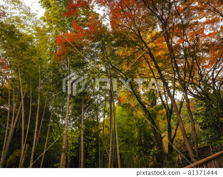 [Kyoto] Autumn leaves of Konzoji 81371444