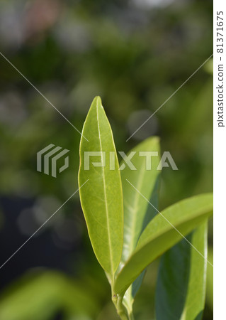 Laurel cherry Schipkaensis Laurel cherry Schipkaensis 81371675