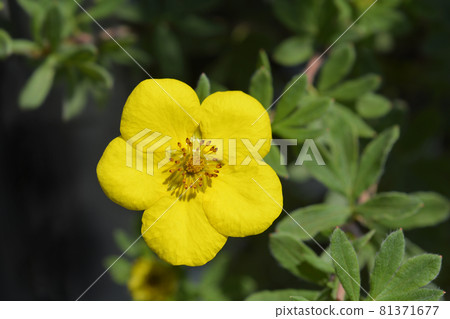 Shrubby Cinquefoil Goldteppich Shrubby Cinquefoil Goldteppich 81371677