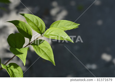 Korean abeleaf Korean abeleaf 81371679