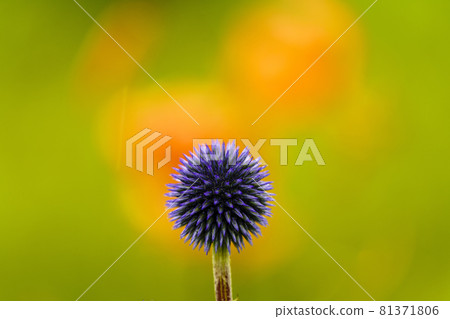 來自熊本縣山村的Higotai公園的Higotai 81371806