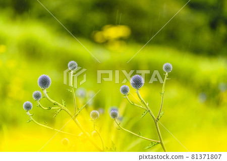 來自熊本縣山村的Higotai公園的Higotai 81371807