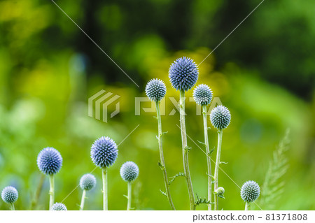 來自熊本縣山村的Higotai公園的Higotai 81371808