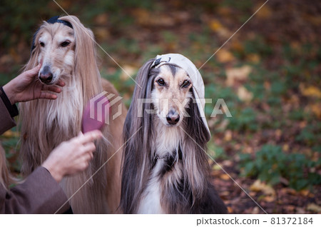 Dogs, Afghan hounds as teenagers, rappers. Dressed in stylish caps, the concept of youth fashion, clothes for dogs 81372184