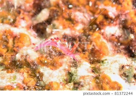 石垣島藍格勞庫斯 Part 1 81372244