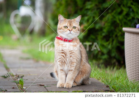 British female cat of golden chinchilla color sitting on a street walkway British female cat of golden chinchilla color sitting on a street walkway 81372271
