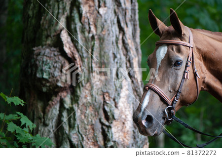 Portrait of a red harnessed horse in a beautiful forest, space for text 81372272