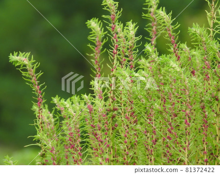 Kokia(淺綠色小花盛開時) Kokia(淺綠色小花盛開時) 81372422