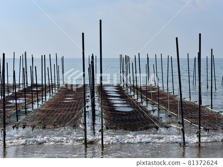 紫菜的水產養殖 81372624