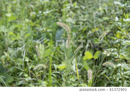 路邊雜草（狗尾草） 81372901