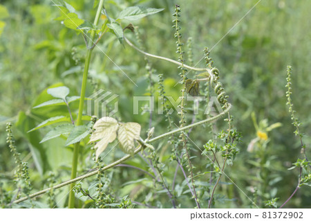 雜草藤蔓纏繞雜草 雜草藤蔓纏繞雜草 81372902