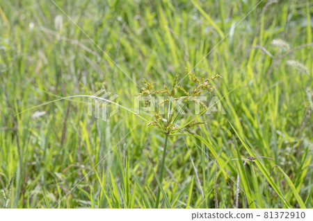 Goosegrass in the grass 81372910