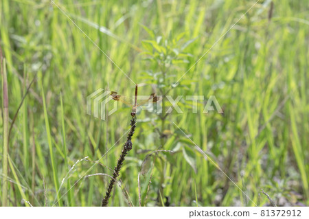 A dragonfly that perches at the tip of a twig A dragonfly that perches at the tip of a twig 81372912