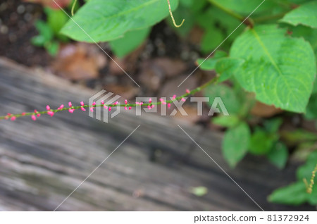 Red fruit of Mizuhiki Red fruit of Mizuhiki 81372924