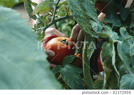 man in a plantation collects a ripe tomato 81372959