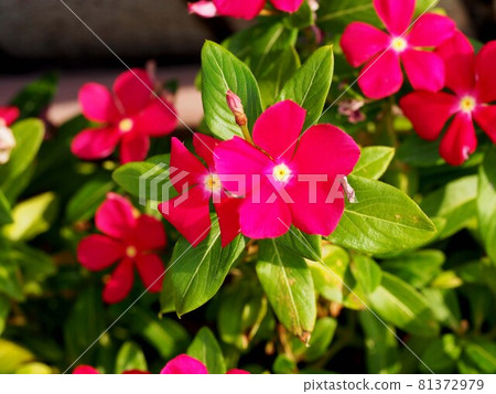 Red flowers of Madagascar periwinkle (daily grass) Red flowers of Madagascar periwinkle (daily grass) 81372979