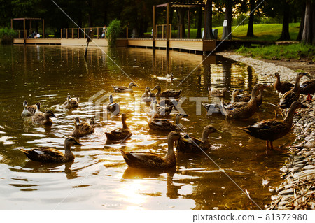 A duck in Toneri Park that buzzes at dusk A duck in Toneri Park that buzzes at dusk 81372980