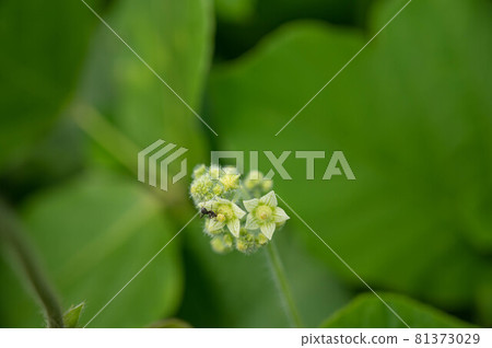 Neoachmandra japonicum的白花 81373029