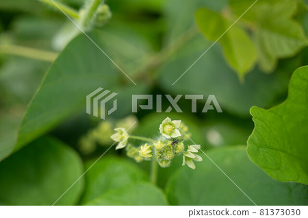 Neoachmandra japonicum的白花 Neoachmandra japonicum的白花 81373030