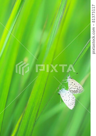 Mating of Yamato Shishimi 81373117