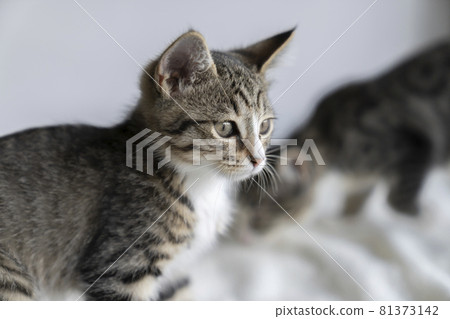 3 month old kitten 81373142
