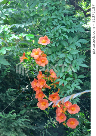 Hanging on a tree in the forest 81373187