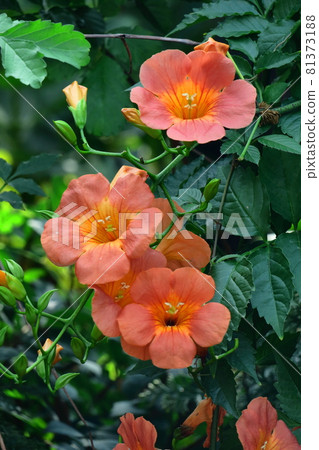 Hanging on a tree in the forest Hanging on a tree in the forest 81373188