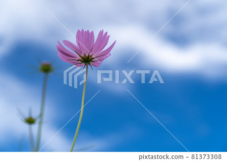 藍天白雲，粉紅宇宙，秋花朝天，清新的複制空間 81373308