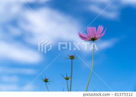 A copy space with a refreshing background of blue sky and white clouds, pink cosmos and buds in autumn A copy space with a refreshing background of blue sky and white clouds, pink cosmos and buds in autumn 81373312