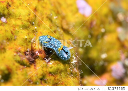 Ishigaki Island Shimofuri Kamesan Nudibranch Part ③ Ishigaki Island Shimofuri Kamesan Nudibranch Part ③ 81373665