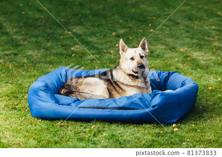 dog on his bed, green grass background dog on his bed, green grass background 81373833