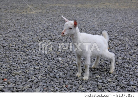 Baby goat 81373855
