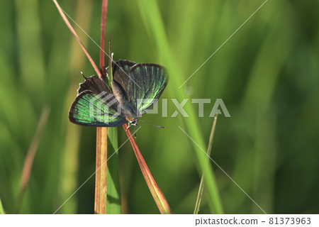 Midori Shijimi shining green in the morning light ♂ 81373963