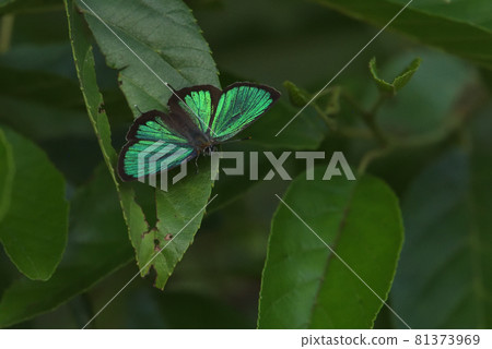 Midori Shijimi shining green 81373969