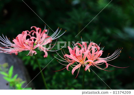 Passion flowers 81374209