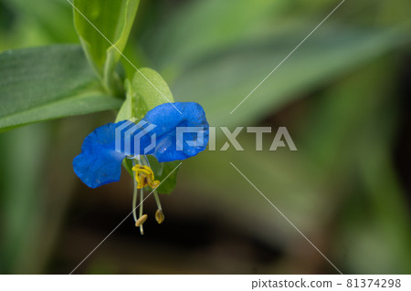 Commelina communis blooming in the morning Commelina communis blooming in the morning 81374298