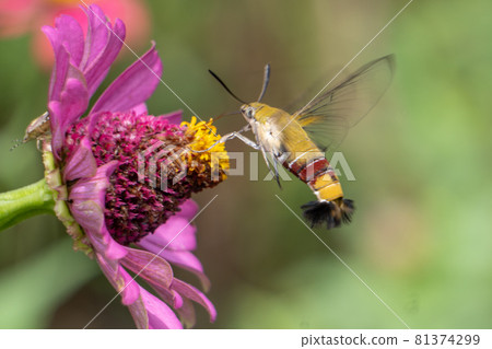 Hovering hawk moth Hovering hawk moth 81374299