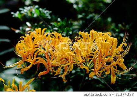 激情花 激情花 81374357