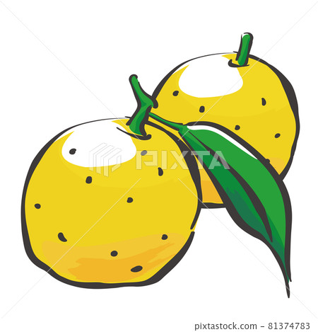 Two handwritten illustrations of Yuzu lined up Two handwritten illustrations of Yuzu lined up 81374783