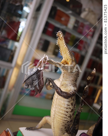 Taxidermy of Cambodian crocodile 81375425